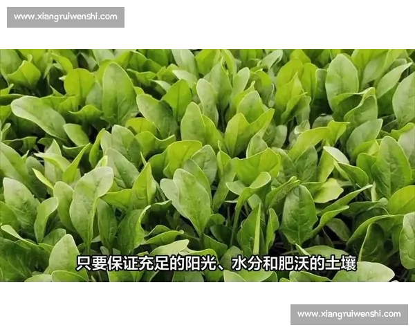 菠菜vs常见绿叶菜营养价值与健康功效全面对比解析科学解读指南